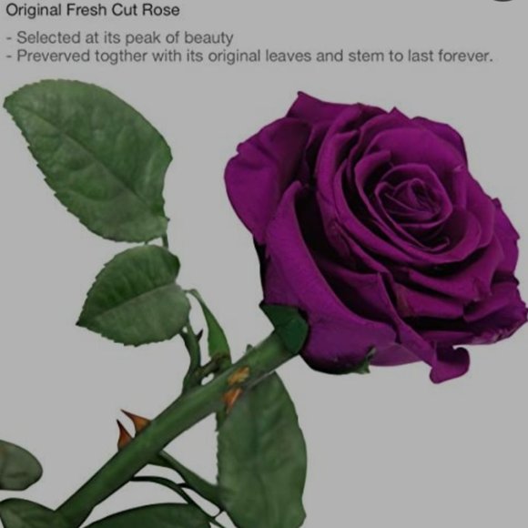 Preserved Living Red Rose - Picture 5 of 5